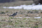 Eurasian curlew