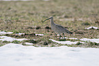 Eurasian curlew