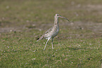 Euraisian Curlew