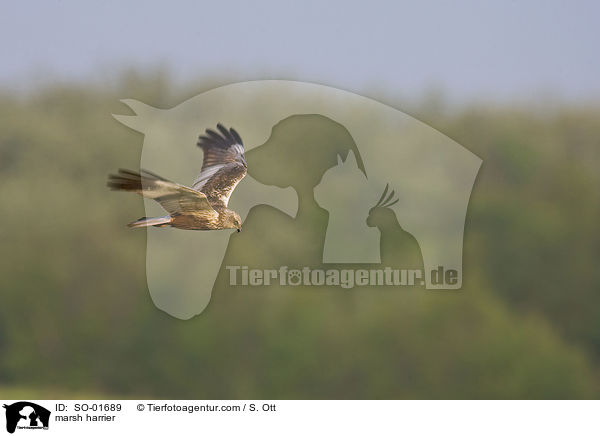 marsh harrier / SO-01689
