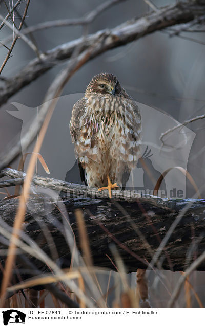 Eurasian marsh harrier / FF-07841