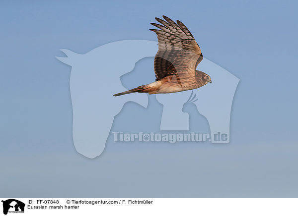 Rohrweihe / Eurasian marsh harrier / FF-07848