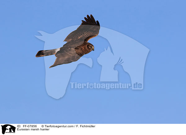 Eurasian marsh harrier / FF-07856