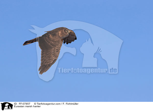 Eurasian marsh harrier / FF-07857