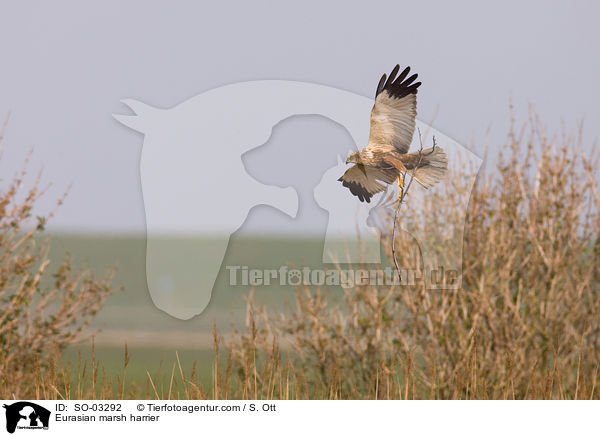 Rohrweihe / Eurasian marsh harrier / SO-03292