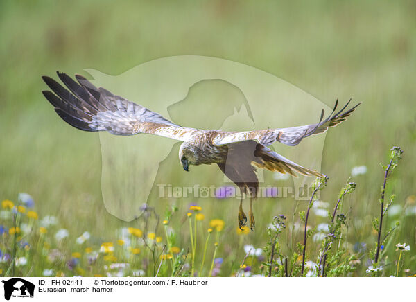 Eurasian  marsh harrier / FH-02441