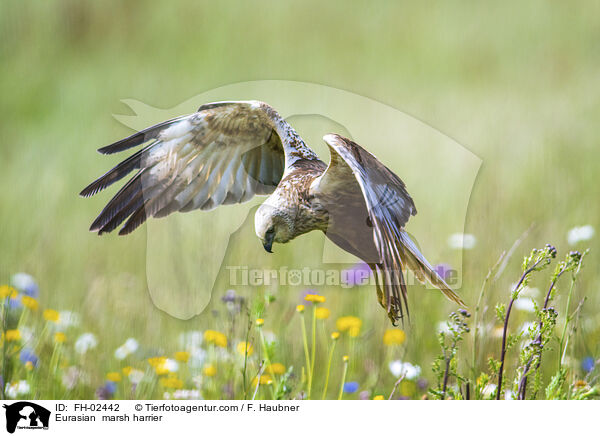 Rohrweihe / Eurasian  marsh harrier / FH-02442