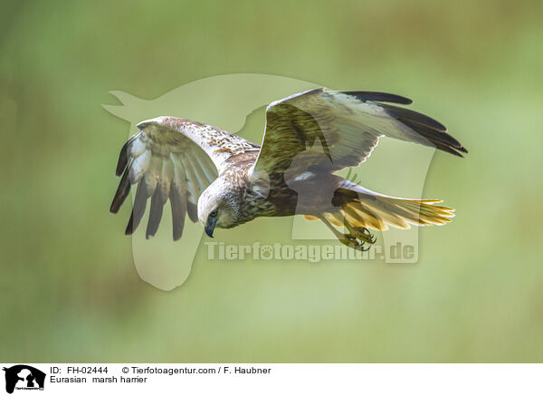 Rohrweihe / Eurasian  marsh harrier / FH-02444