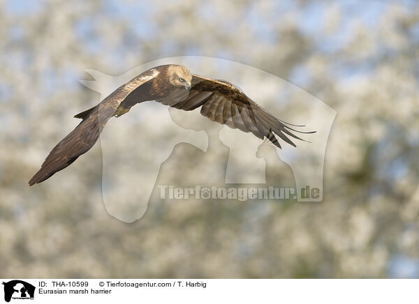 Eurasian marsh harrier / THA-10599