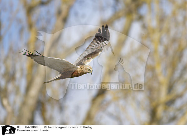 Rohrweihe / Eurasian marsh harrier / THA-10603