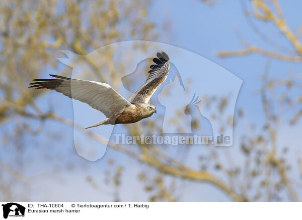 Eurasian marsh harrier / THA-10604