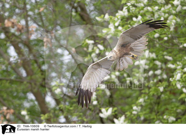 Eurasian marsh harrier / THA-10609