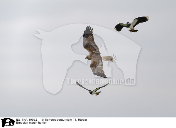 Rohrweihe / Eurasian marsh harrier / THA-10962
