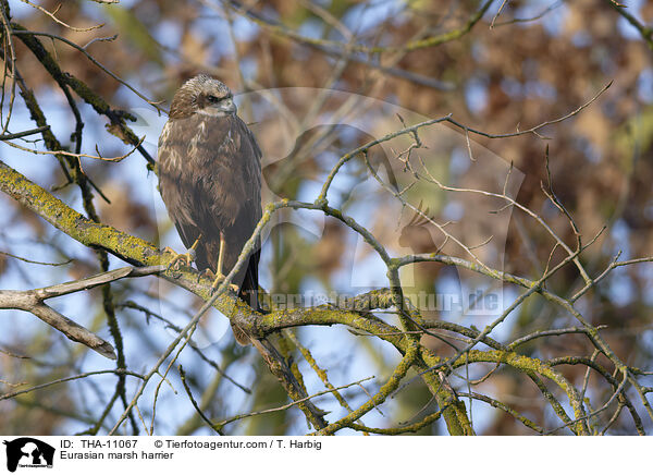 Rohrweihe / Eurasian marsh harrier / THA-11067