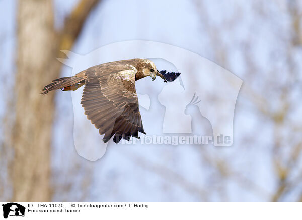Rohrweihe / Eurasian marsh harrier / THA-11070