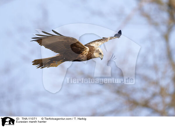 Rohrweihe / Eurasian marsh harrier / THA-11071