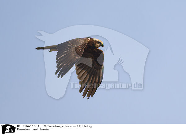 Rohrweihe / Eurasian marsh harrier / THA-11551