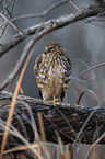 Eurasian marsh harrier