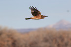 Eurasian marsh harrier