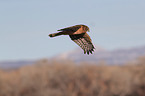 Eurasian marsh harrier