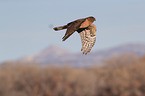 Eurasian marsh harrier