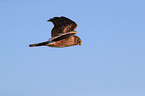 Eurasian marsh harrier