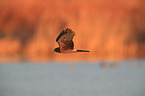 Eurasian marsh harrier