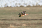 Eurasian marsh harrier