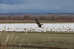 Eurasian marsh harrier