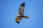 flying Western Marsh Harrier