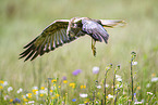 Eurasian  marsh harrier