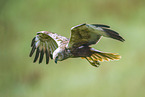 Eurasian  marsh harrier