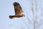 Eurasian marsh harrier