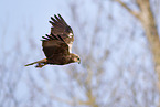 Eurasian marsh harrier