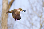 Eurasian marsh harrier