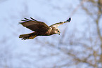 Eurasian marsh harrier