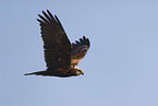 Eurasian marsh harrier