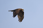 Eurasian marsh harrier