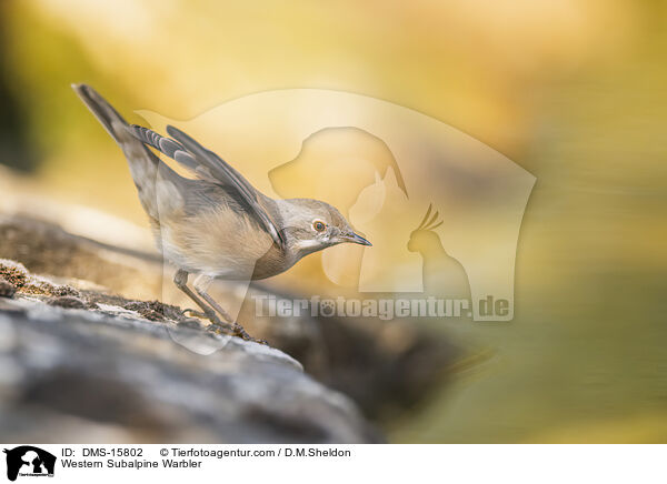 Westliche Weibartgrasmcke / Western Subalpine Warbler / DMS-15802