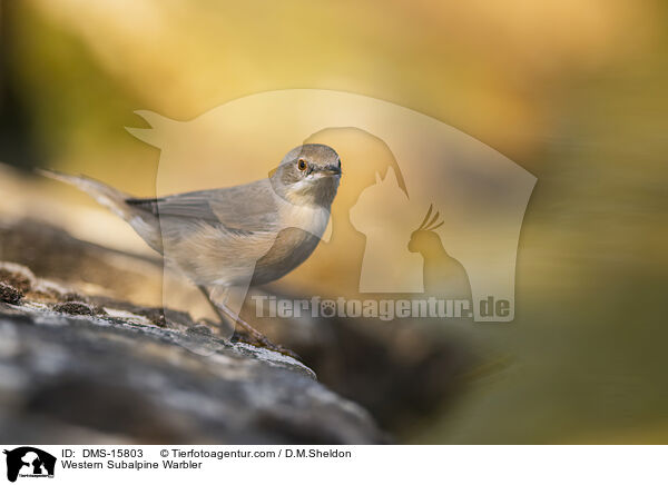 Westliche Weibartgrasmcke / Western Subalpine Warbler / DMS-15803