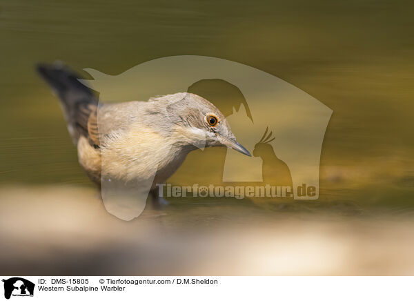 Westliche Weibartgrasmcke / Western Subalpine Warbler / DMS-15805