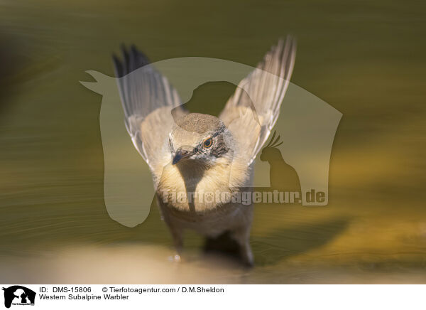 Westliche Weibartgrasmcke / Western Subalpine Warbler / DMS-15806