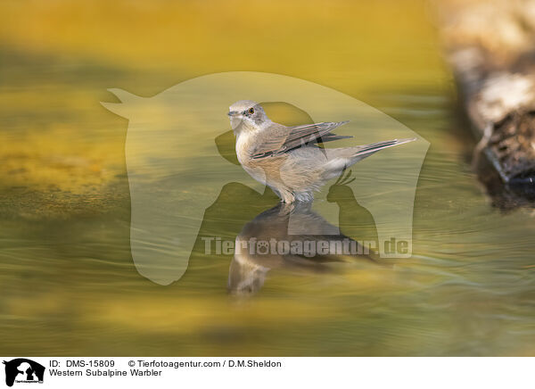 Westliche Weibartgrasmcke / Western Subalpine Warbler / DMS-15809