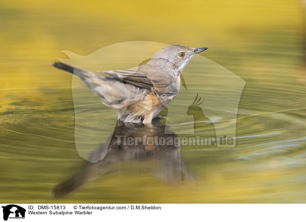 Westliche Weibartgrasmcke / Western Subalpine Warbler / DMS-15813