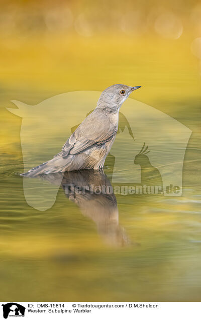 Westliche Weibartgrasmcke / Western Subalpine Warbler / DMS-15814