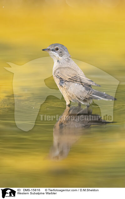 Westliche Weibartgrasmcke / Western Subalpine Warbler / DMS-15816