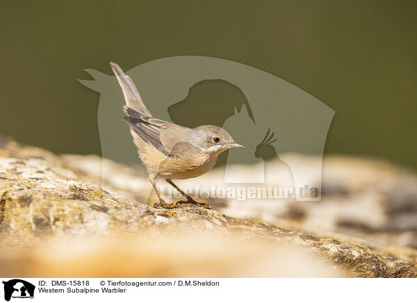 Westliche Weibartgrasmcke / Western Subalpine Warbler / DMS-15818