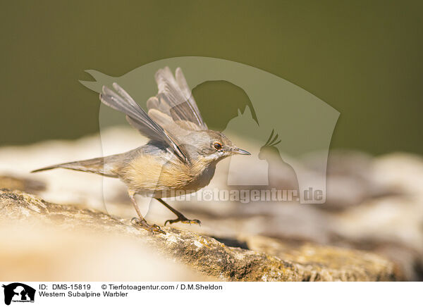 Westliche Weibartgrasmcke / Western Subalpine Warbler / DMS-15819