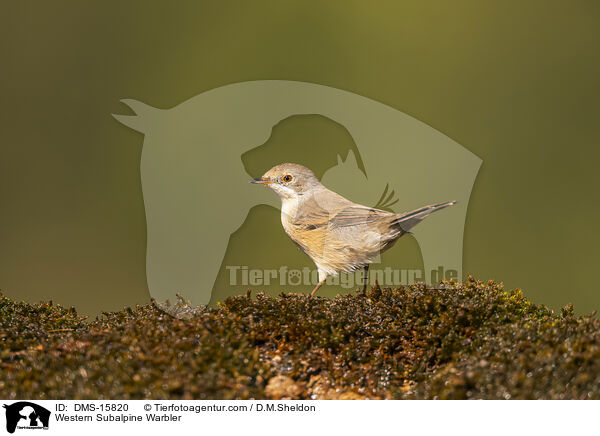 Westliche Weibartgrasmcke / Western Subalpine Warbler / DMS-15820