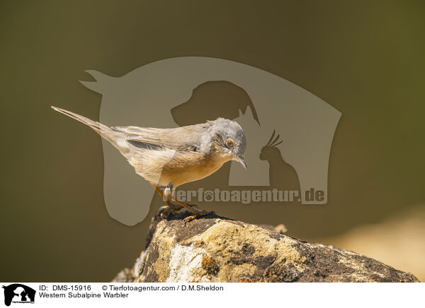 Westliche Weibartgrasmcke / Western Subalpine Warbler / DMS-15916